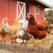 Join us On March 10th To Learn About Dual Purpose Chickens + Seed Swap!