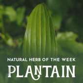 Natural Herb Of The Week: Plantain
