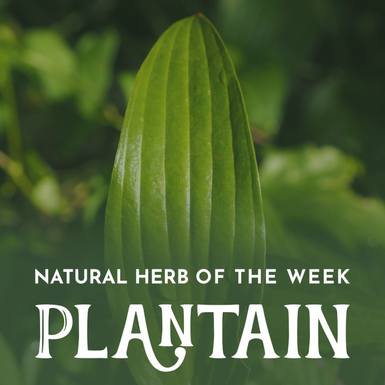 Natural Herb Of The Week: Plantain